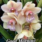 flowers | Good Morning | image tagged in flowers | made w/ Imgflip meme maker