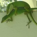 Biden lizard