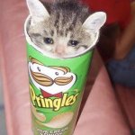 Sad Pringles Cat meme