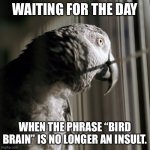 Parrot Feels | WAITING FOR THE DAY; WHEN THE PHRASE “BIRD BRAIN” IS NO LONGER AN INSULT. | image tagged in parrot feels | made w/ Imgflip meme maker