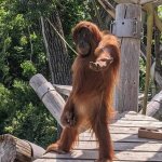 Standing ape