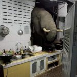 Elephant in Kitchen
