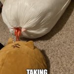 Trash cat | THIS IS A CAT; TAKING OUT THE TRASH | image tagged in meow | made w/ Imgflip meme maker