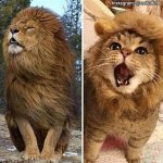 lion-cat meme