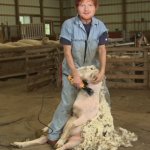 ed shearing