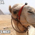 That's nice camel | OH, THAT'S NICE! | image tagged in that's nice camel | made w/ Imgflip meme maker