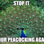 peacocking | STOP IT; YOUR PEACOCKING AGAIN | image tagged in peacock | made w/ Imgflip meme maker