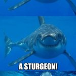 No r/woooshing in the comments plz | WHAT DO YOU CALL A FISH DOCTOR? A STURGEON! | image tagged in bad shark pun,sharks,hehe | made w/ Imgflip meme maker