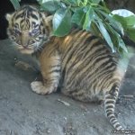 baby tiger