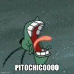 Pitochicooo | PITOCHICOOOO | image tagged in plankton screaming 2 | made w/ Imgflip meme maker