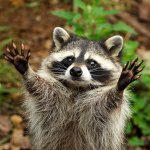 Praising Raccoon