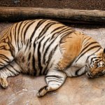 fat tiger