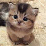 Cute kitty template