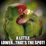 Parrots | A LITTLE LOWER…THAT’S THE SPOT! | image tagged in cuddle birds | made w/ Imgflip meme maker