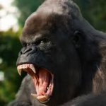 Angry Gorilla meme