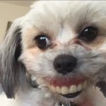 dog teeth bitch template