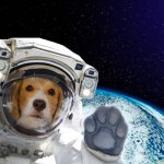 Dog astronaut in space