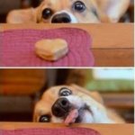 i tries | EVEN ONE GOAL; ME | image tagged in dog trying to reach cookie | made w/ Imgflip meme maker