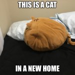 Cat home | THIS IS A CAT; IN A NEW HOME | image tagged in meow | made w/ Imgflip meme maker