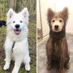 Before and After Clean vs Dirty dog template