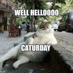 #Caturday #Cat Life | WELL HELLOOOO; CATURDAY | image tagged in funny cats,cats,caturday | made w/ Imgflip meme maker