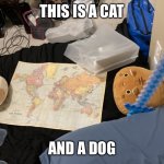 Map cat | THIS IS A CAT; AND A DOG | image tagged in meow | made w/ Imgflip meme maker