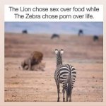 Lion vs. Zebra