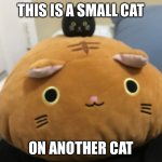 Cat cat | THIS IS A SMALL CAT; ON ANOTHER CAT | image tagged in meow | made w/ Imgflip meme maker