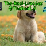 LimeSus Doggo Announcement Temp V1 (4) meme