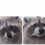 Begging raccoon