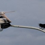 Pelican and crow squawking at each other on light post