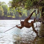 Monkey stick river