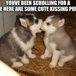 awwww so cute | YOUVE BEEN SCROLLING FOR A WHILE HERE ARE SOME CUTE KISSING PUPPIES | image tagged in memes,cute puppies | made w/ Imgflip meme maker