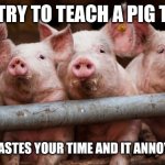 Chinese Proverb | NEVER TRY TO TEACH A PIG TO SING; IT ONLY WASTES YOUR TIME AND IT ANNOYS THE PIG | image tagged in hogs at fence | made w/ Imgflip meme maker