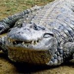 le croc