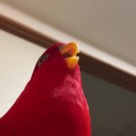 Wewewewe Parrot GIF Template