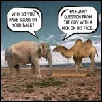Elephant vs. camel
