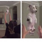 Tossing a puppy