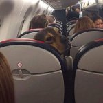 dog on plane template
