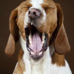 You Bore Me - Yawning Pooch