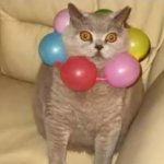 Balloon Cat