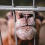 Goat fence