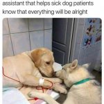 Vet comfort dog meme