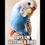 Bugie | GUYS I'M GETTING A BIRD | image tagged in bugie | made w/ Imgflip meme maker