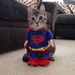 Supercat meme