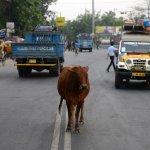 Cow in Indian street