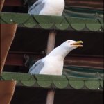 Screaming Seagull | ME TRYING TO GET THAT MUCUS OUT OF MY THROAT | image tagged in screaming seagull,relatable,inhaling seagull,fun,oh wow are you actually reading these tags | made w/ Imgflip meme maker