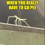 me when need to go pee | WHEN YOU REALLY HAVE TO GO PEE | image tagged in stickbug | made w/ Imgflip meme maker