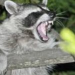 Angry raccoon
