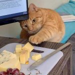 Cat reaching cheese